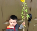 Faris and his sunflower