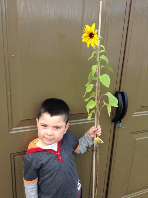 Faris and his sunflower